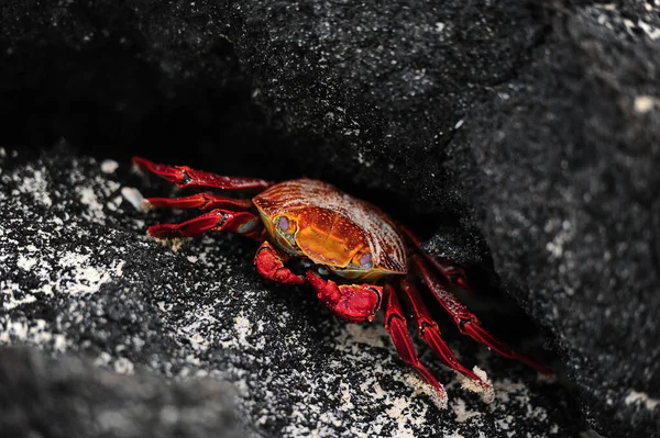 Closeup Shot Small Red Crab Rocks — Stock Photo, Image