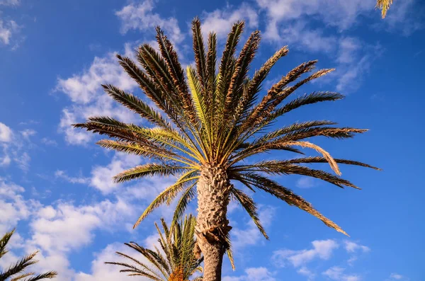 Palmera Verde Árbol Canario Cielo Azul Fondo — Foto de Stock