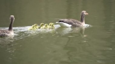 Suyun içinde yüzen birkaç günlük yavruları olan Greylag kaz ailesi.