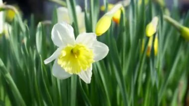 Bulanık bir arkaplanda beyaz ve sarı nergis çiçeğinin (Narcissus) yakın çekimi