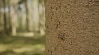 Hollanda 'nın Drenthe eyaleti Evertsbos ormanındaki ağaçların askı manzarası