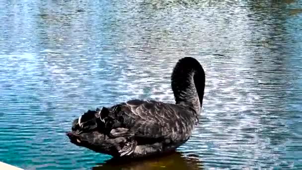 一只黑色优雅的天鹅在装饰它的羽毛 — 图库视频影像