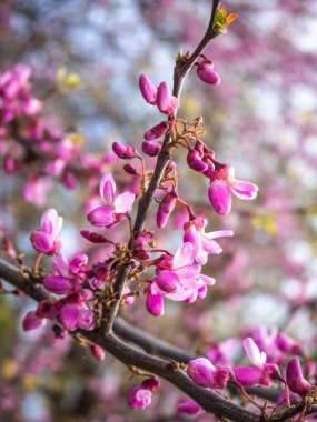 Serçis ağacının açık havada dikey yakın plan görüntüsü.