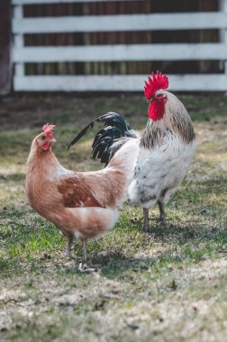 Çiftlikteki horoz ve tavuğun dikey görüntüsü.