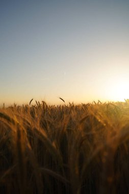 Gün batımında bulanık bir arpa tarlasının dikey görüntüsü. Yarı arpa, yarı gün batımı.