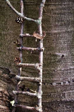 Dev bir ağaç gövdesine dayanan tahta bir merdivenin dikey hali.