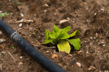 small lettuce recently planted with drip system in organic urban garden