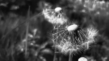 Tüylü bir karahindibanın gri tonlu görüntüsü