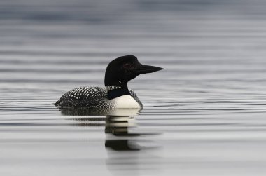 16 Temmuz 2011 'de William Kleedehn tarafından yakalandı.