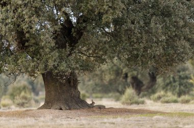 Extremadura, İspanya 'da güneş ışığının altındaki ağacın altında korunan bir tavşan.