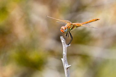 Parktaki bir dala tünemiş bir yusufçuğun yumuşak odağı