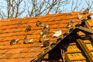 Kırmızı kiremitleri olan harap bir çatıda bir güvercin sürüsü
