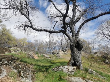 Parkın ortasında büyük dalları olan kocaman, güzel bir ağaç.