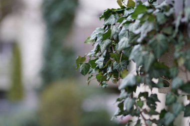 Bulanık bir arkaplanda, sıradan bir sarmaşık bitkisinin yapraklarının seçici odak noktası.
