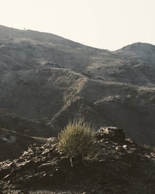 Dağa karşı küçük bir çalılığın dikey görüntüsü..