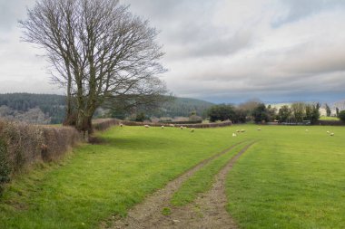 Çimenlikteki araba izleri ve bulutlu bir günde çıplak bir ağaç.