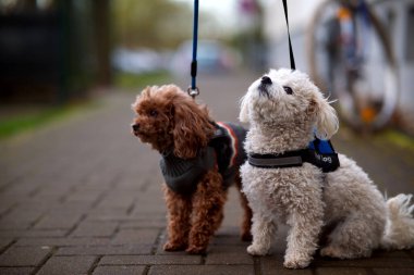 Almanya 'daki Mini Pudels, Sachsen-Anhalt, Halle