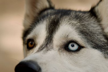Güzel heterokromatik gözlere yakın çekim, kahverengi ve mavi, iri yarı bir köpeğin..