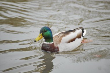 Sakin bir gölette yüzen yalnız bir erkek yaban ördeği.