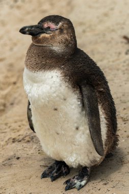 Kumsalda genç, tüylü bir penguenin yakın çekimi.