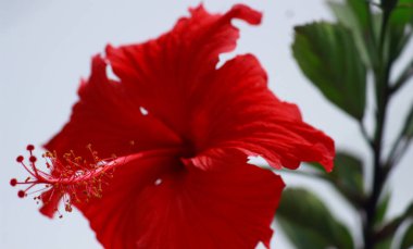 Kırmızı bir amber çiçeğinin yakın çekimi.