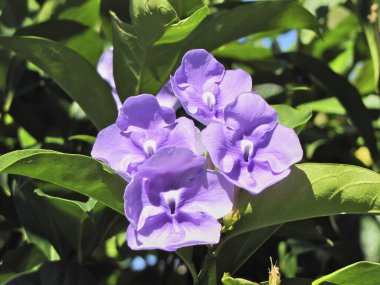 A closeup shot of brunfelsia latifolia flowers blooming in the garden in bright sunlight with blurred background clipart