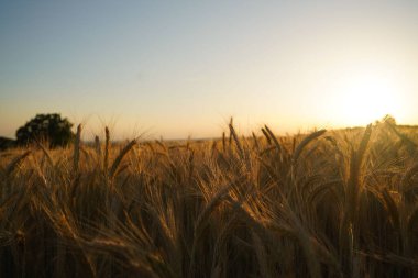 Gün batımında bulanık bir arpa tarlasının yatay görüntüsü. Yarı saha, yarı gün batımı ve iyi bir ruh hali..