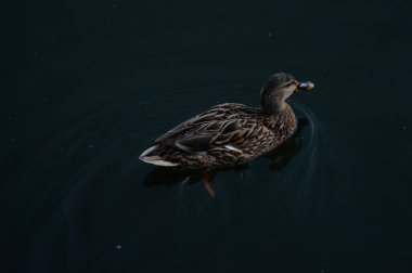 Yeşil fune suyunda yüzen bir Mallard ördeğinin en iyi görüntüsü.