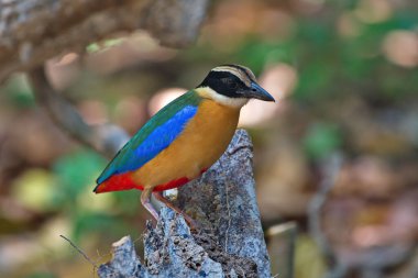 Mavi kanatlı ve kapüşonlu pitta kuşları orman zemininde solucanlarla besleniyor.