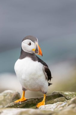 Kıyıdaki kayaya tünemiş bir martı kuşunun yakın çekimi.