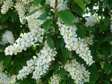 Ağaçtaki Prunus Padus çiçeklerinin yakın plan çekimi..