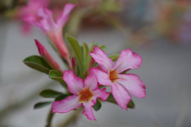 Çöl güllerinin yakın çekimi.