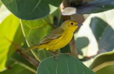 Güneşli bir günde yaprakların üzerinde duran sarı ötleğen kuşunun yakın çekim görüntüsü.