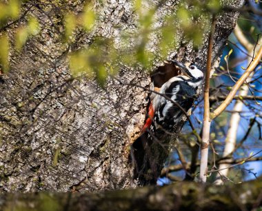 Büyük benekli ağaçkakan Dendrocopos Major 'a yakın çekim..