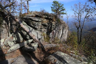 Ormandan güzel bir poz.