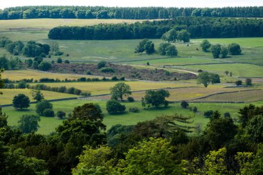 Yeşil ağaçlı bir tarlaya yakın çekim