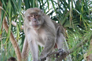 Yazın ağaçta bir maymun