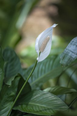 Bahçede çiçek açan beyaz Spatthiphyllum çiçeğinin seçici bir odak noktası.