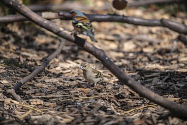 Kuru dallara tüneyen sevimli ispinozların seçici odağı