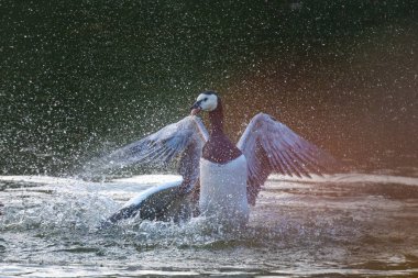 Bir Nil Kaz (Mısırlı kaz) İsviçre 'nin Basel şehrinde rahibe bir kazla dövüşüyor.