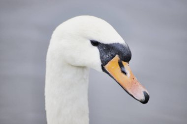 Suda oturan dilsiz kuğunun yakın plan görüntüsü.