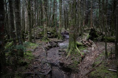 Yeşil ormanın güzel bir manzarası ve uzun ağaçları.