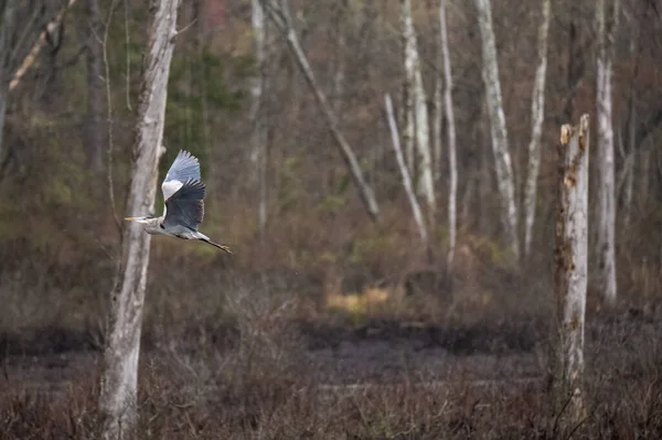 Een Blauwe Reiger Vliegt Het Water Het Bos Een Wazige — Stockfoto