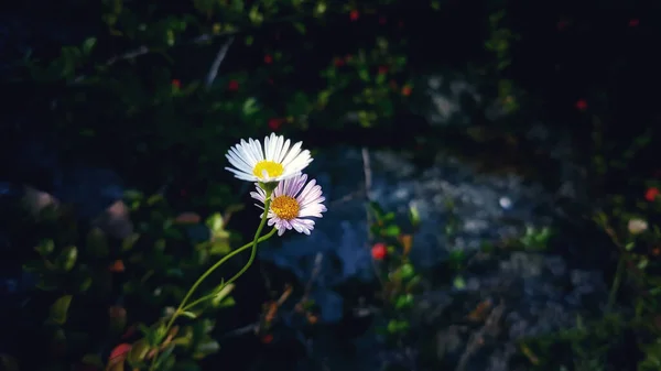 Квітка Ропух Садах Бутчарт Канада — стокове фото