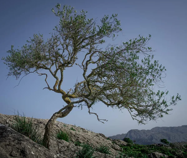 Árbol Solitario Una Montaña Contra Cielo Azul Mallorca España — Foto de Stock