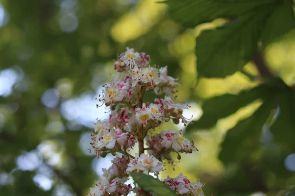 Selective Focus Beautiful Blooming Flower Nature Blurry Background — Stock Photo, Image