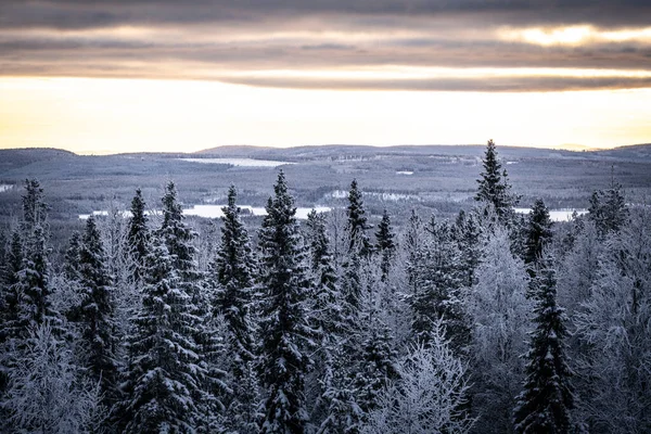 Aerial Shot Beautiful Forest Winter Skelleftea Sweden — Stock Photo, Image