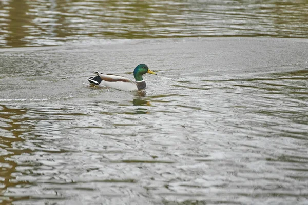 Eine Einsame Stockente Schwimmt Auf Einem Ruhigen Teich — Stockfoto