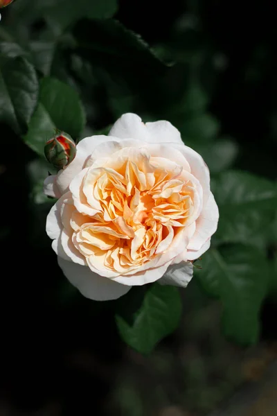 Dieses Foto Zeigt Eine Wunderschöne Gelbe Rose Einem Rosengarten Budapest — Stockfoto
