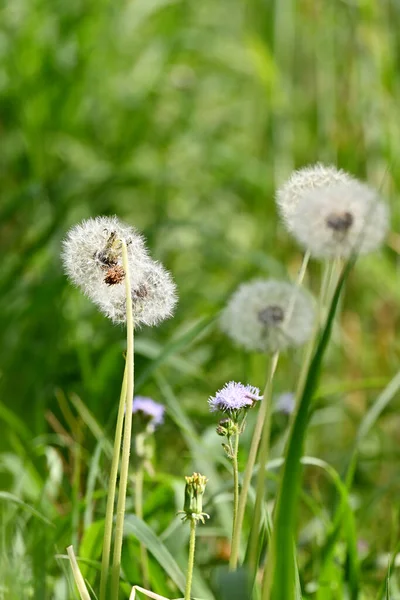 Een Verticaal Close Shot Van Paardebloemen Een Groen Veld — Stockfoto